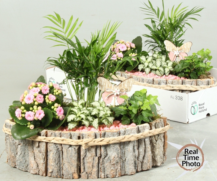 <h4>ARR KAMERPL</h4>