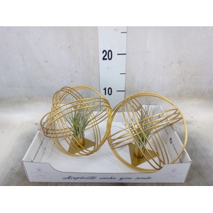 Tillandsia