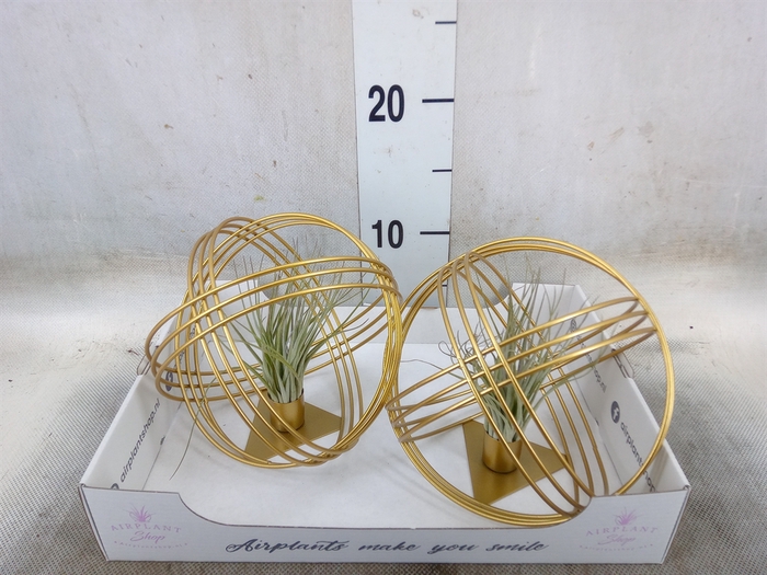 <h4>Tillandsia</h4>