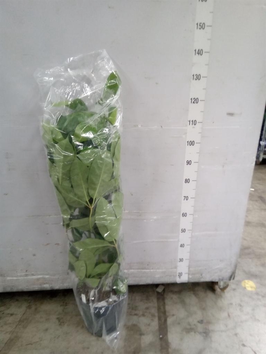<h4>Schefflera actin. 'Amate'</h4>