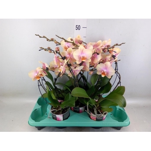 Phalaenopsis   ...