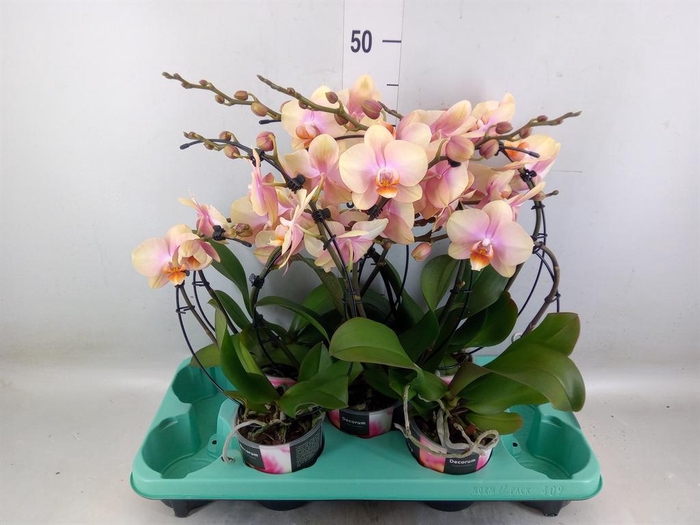 <h4>Phalaenopsis   ...</h4>