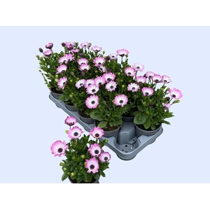 OSTEO FP LIGHT PINK