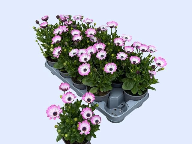 <h4>OSTEO FP LIGHT PINK</h4>