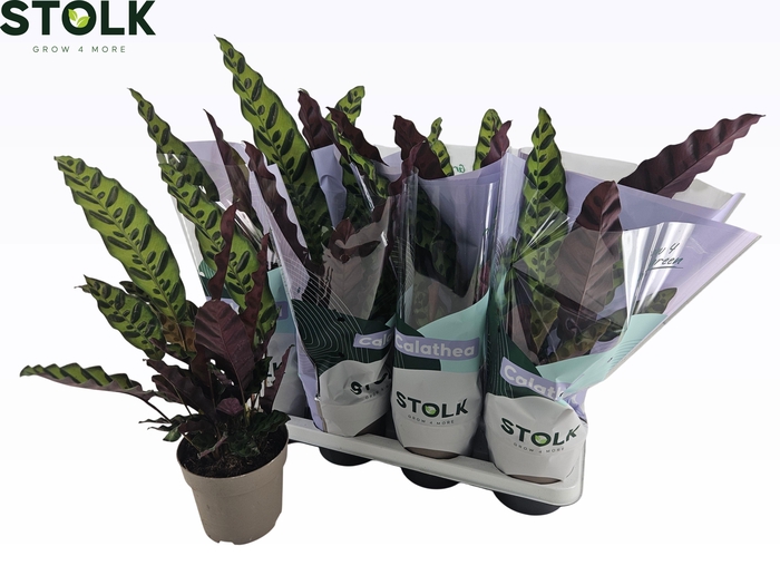 <h4>CALAT LANCIFOLIA</h4>