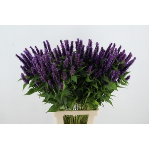 AGASTACHE PURPLE