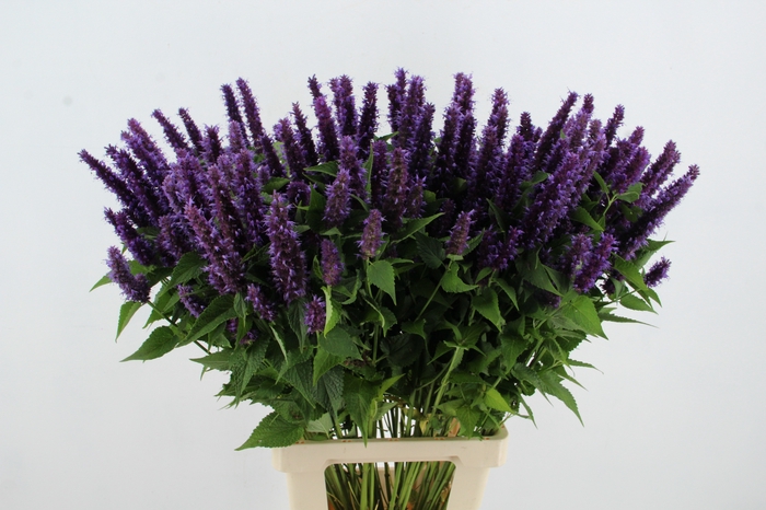 <h4>AGASTACHE PURPLE</h4>