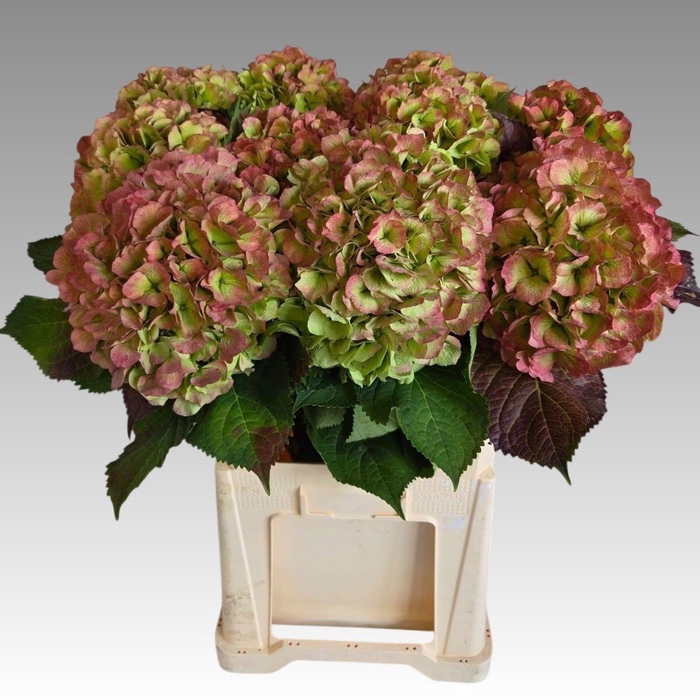 <h4>HYDR M CH VERENA CL</h4>