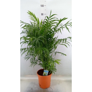 Chamaedorea elegans