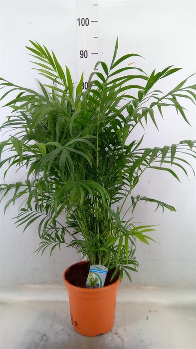 <h4>Chamaedorea elegans</h4>