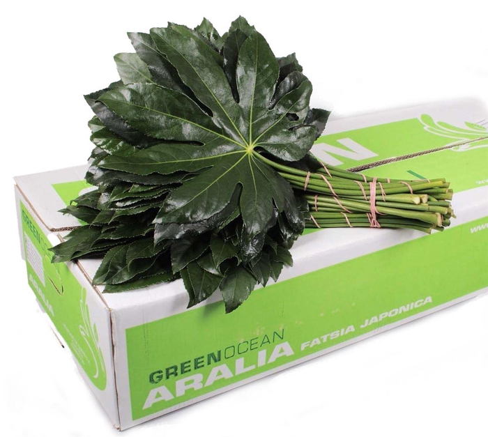 <h4>Aralia</h4>