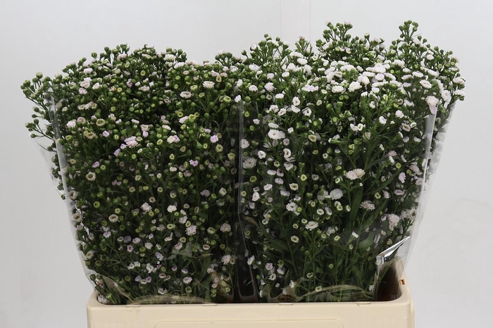 <h4>Aster White Gypsy</h4>