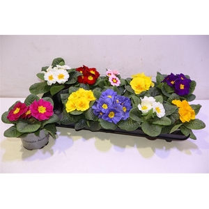 Prim Acaulis Gemengd