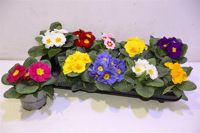 <h4>arr8 Prim Acaulis Gemengd</h4>