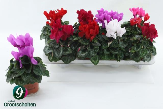 <h4>CYCL MD SUP MACRO</h4>