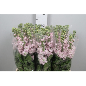 Matth Milla Light Pi