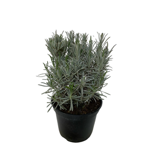 Lavandula overig