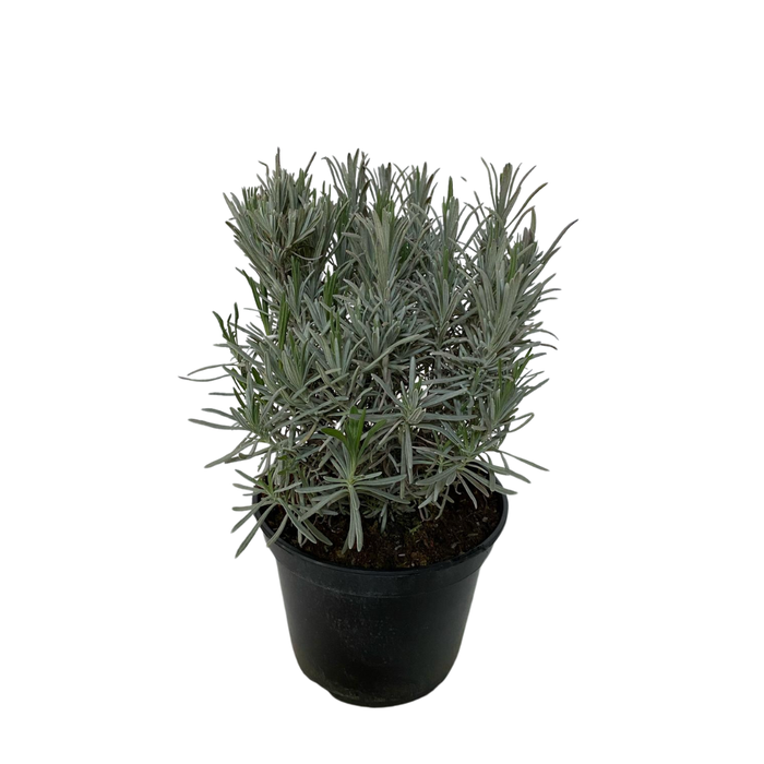 <h4>Lavandula overig</h4>