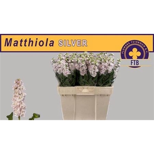 Matthiola Silver