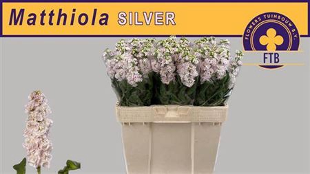 <h4>Matthiola Silver</h4>