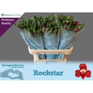 ALSTR ROCKSTAR