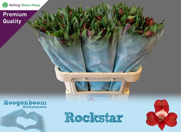 <h4>ALSTR ROCKSTAR</h4>