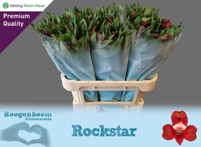 <h4>ALSTR ROCKSTAR</h4>