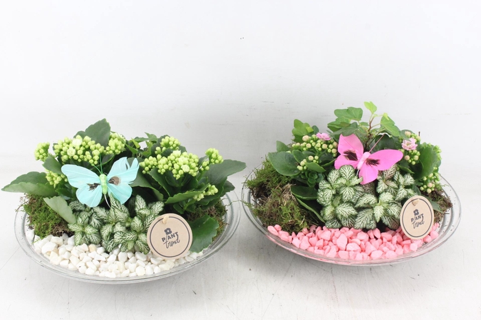 <h4>arr2 PL - Glas schaal 27cm - roze/wit</h4>