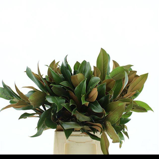 <h4>MAGNOLIA GRANDIFL BS</h4>