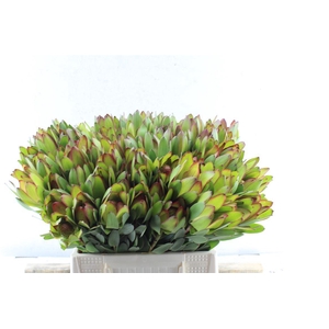 Leucad Saf Goldstrik