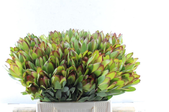 <h4>Leucad Saf Goldstrik</h4>