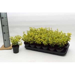 Euonymus fort. Emerald n Gold