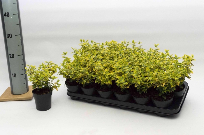<h4>Euonymus fort. Emerald n Gold</h4>