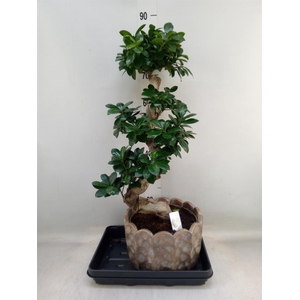Ficus microcarpa 'Ginseng'