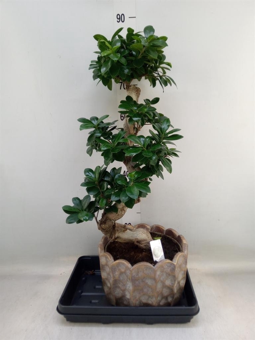 <h4>Ficus microcarpa 'Ginseng'</h4>