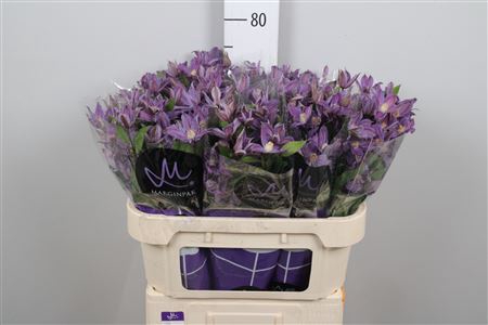 <h4>Clem Amazing Geneva (op Kleur!)</h4>