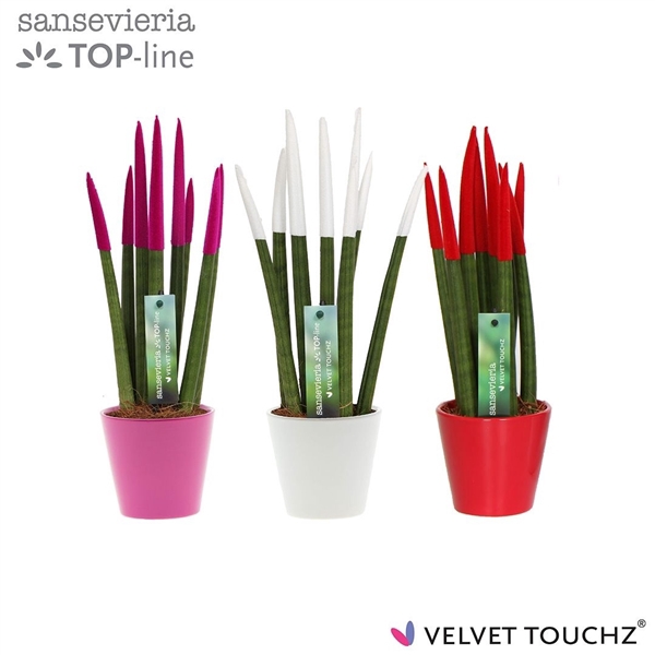 <h4>Sansevieria VELVET TOUCHZ® Tainted Love In keramiek R'dam</h4>