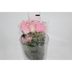 ROSA SWEET MEMORY 040 CM ESTUFA