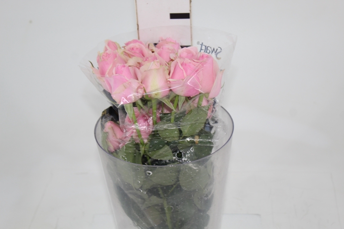 <h4>ROSA SWEET MEMORY 040 CM ESTUFA</h4>