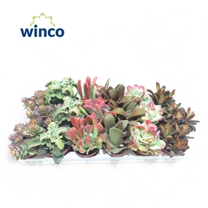 Kalanchoe Mix (Deluxe)