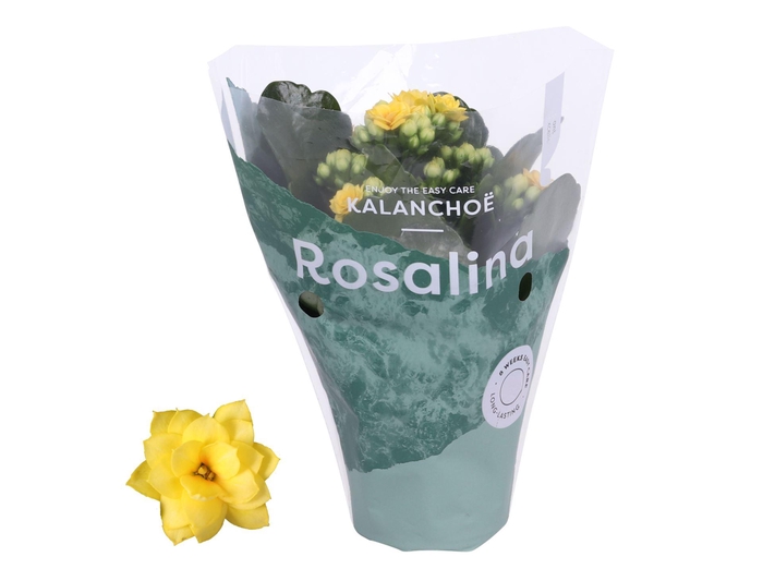 <h4>Kalanchoe Rosalina Don Amarillo</h4>