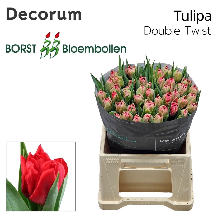 <h4>TU DU DOUBLE TWIST</h4>