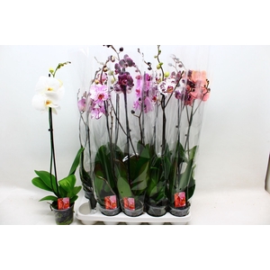 PHAL GEM
