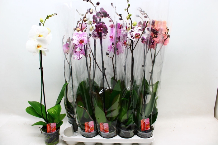 <h4>PHAL GEM</h4>