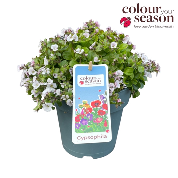 <h4>Gypsophilia Cerastoides wit</h4>
