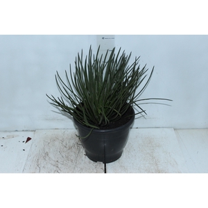 AGAVE PALITO P24