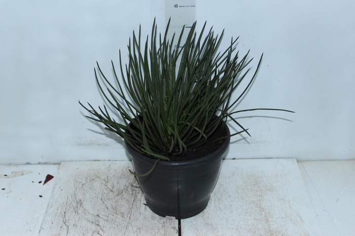 AGAVE PALITO P24