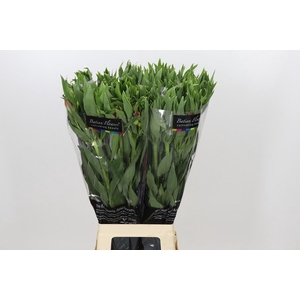 Alstroemeria Intenz Salmon