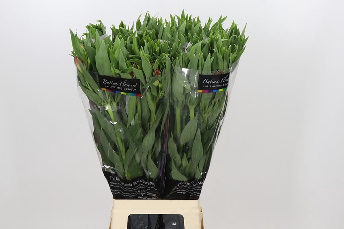 <h4>Alstroemeria Intenz Salmon</h4>