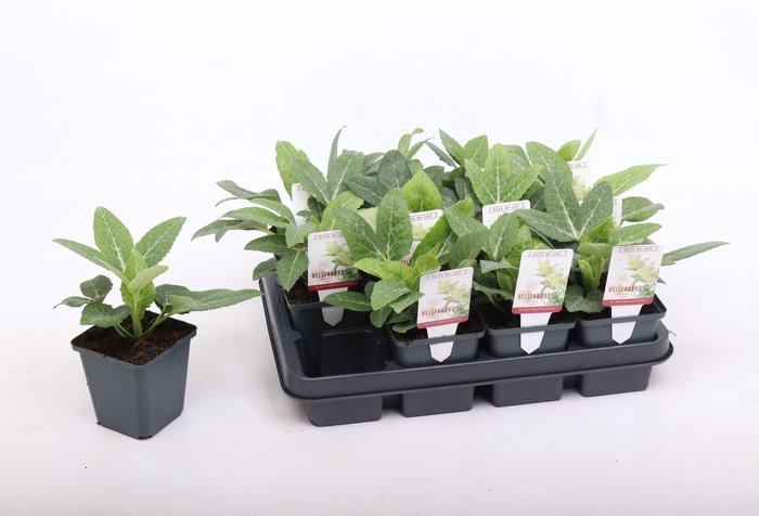 <h4>Helleborus lividus White 9 cm</h4>